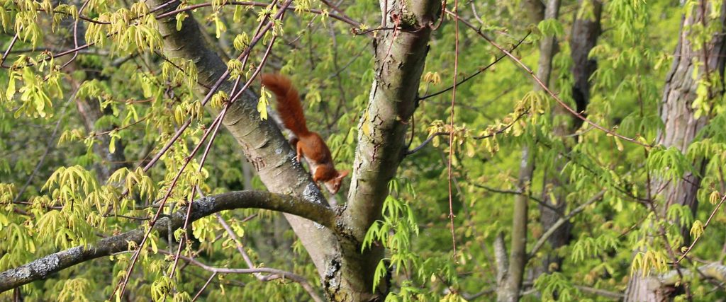 Eichhörnchen in einem Baum im Herbst