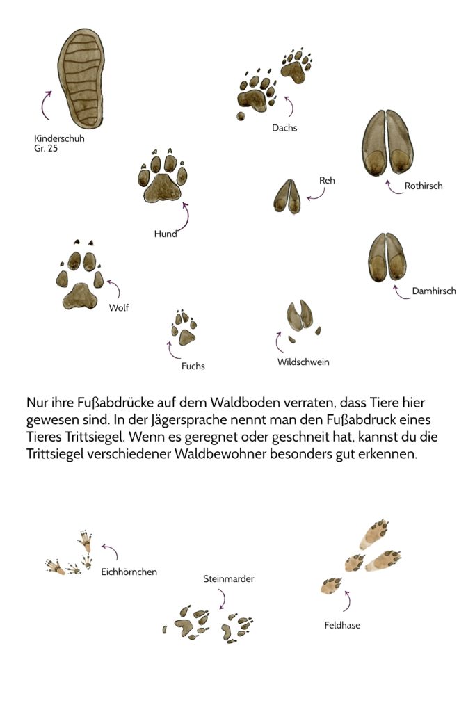 Trittsiegel verschiedener Waldtiere im Vergleich