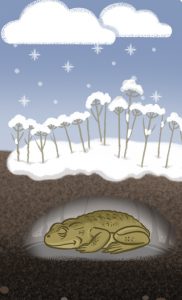 "Guck mal, wer lebt im Wald?" Erdkröte in Winterstarre