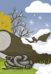 "Guck mal, wer lebt im Wald?" Ringelnatter in Winterstarre