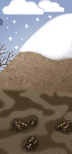 "Guck mal, wer lebt im Wald?" Waldameise in