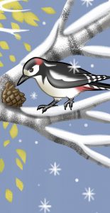 "Guck mal, wer lebt im Wald?" Buntspecht im Winter