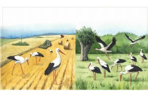 S.3 zu "Was macht der Storch in Winter"